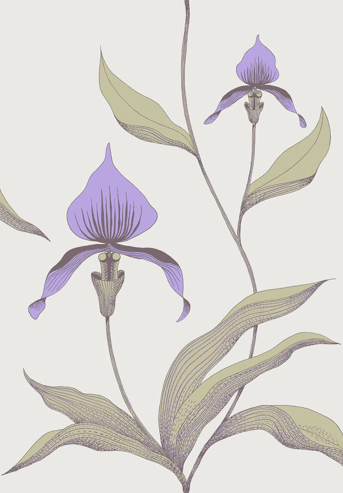 Orchid_Image_Flatshot_Item_66-4024